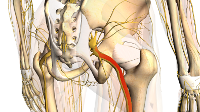 Courthouse Chiropractic - Sciatic Nerve Pain